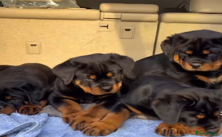 Rottweiler dogs - Advert 4