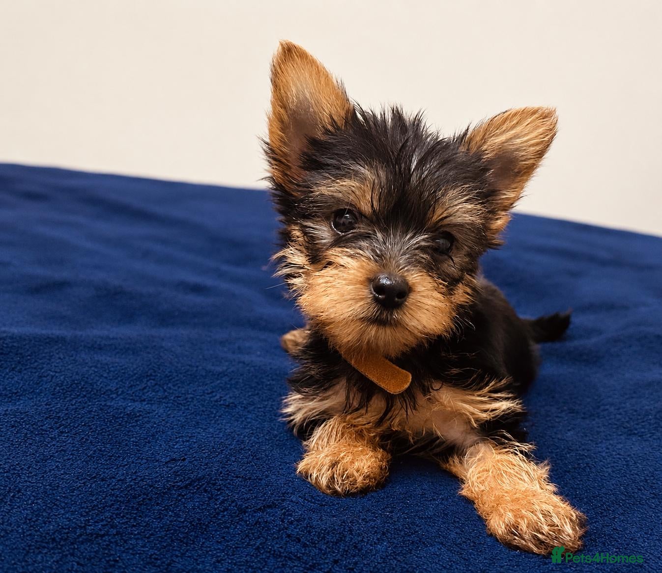 Yorkshire Terrier dogs Mini Yorkshire Terrier Puppies  - Advert 6