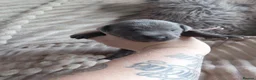 Staffordshire Bull Terrier dogs for sale: Blue and White staffy pups for sale in Salford - Advert 13