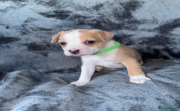 Mixed Breed dogs - Advert 6
