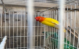 Lovebirds birds for sale: Breeding pair  - Advert 9