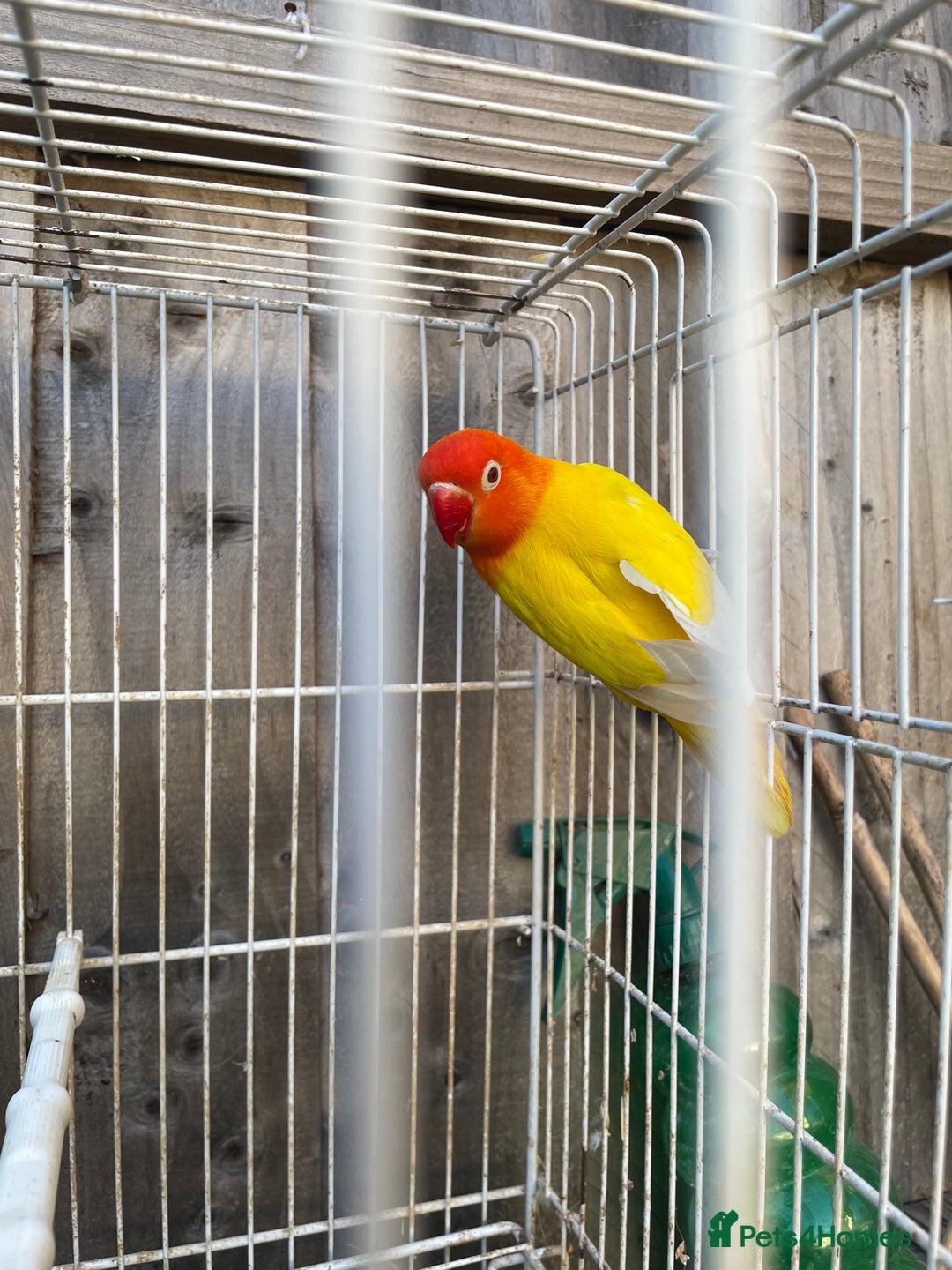 Lovebirds birds for sale: Breeding pair  - Advert 9