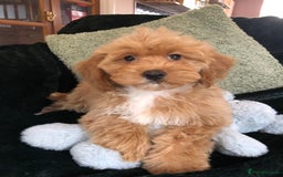 Mixed Breed dogs for sale: shihtzu x toy poodle puppies for sale - Image 7