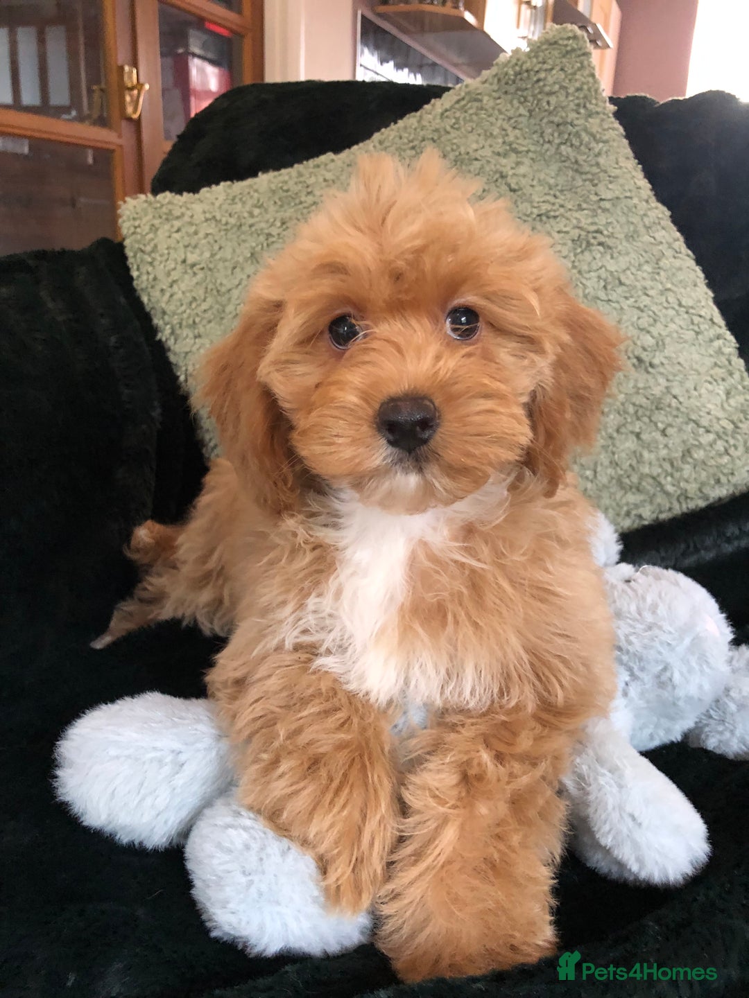 Mixed Breed dogs for sale: shihtzu x toy poodle puppies for sale - Image 7