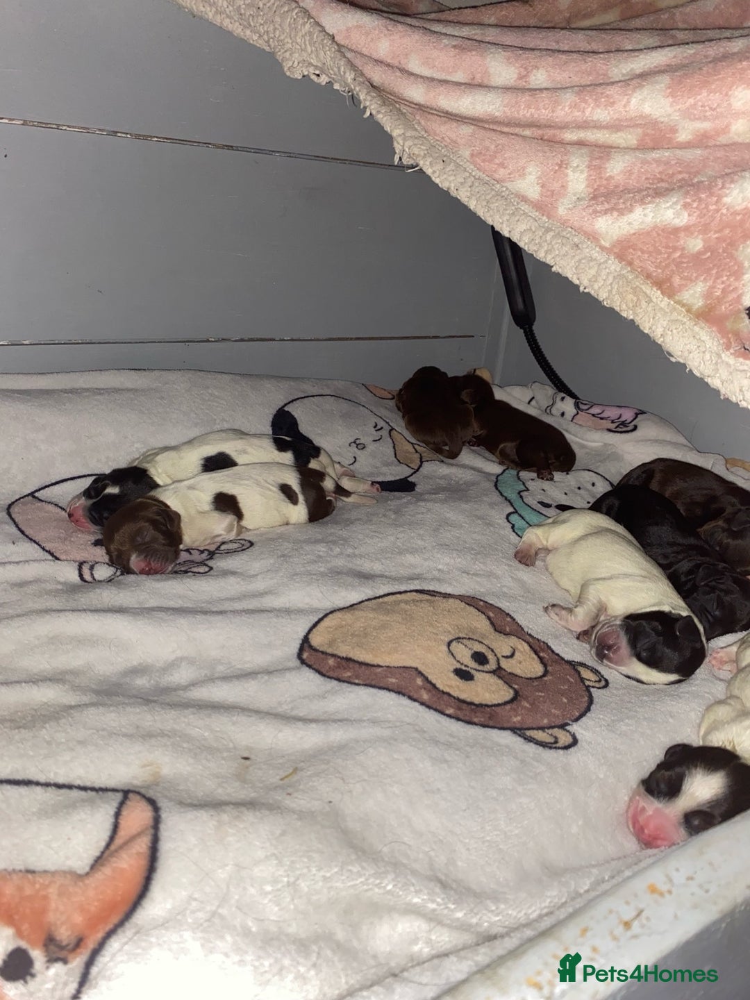 Sprocker dogs for sale: Beautiful Sprocker Puppies Ready 30th December - Image 5