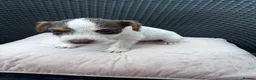 Jack Russell dogs for sale: 🐾Jack Russell Pups for Their Forever Homes! 🐾 - Advert 27