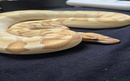 Python Snake reptiles for sale: Ball Python + full set up - Image 2