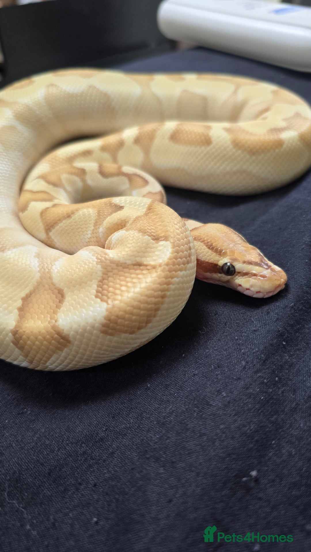 Python Snake reptiles for sale: Ball Python + full set up - Image 2