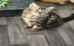 Ragdoll cats for sale: Ragdoll kittens - Image 17