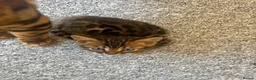 Bengal cats for sale: BENGAL KITTENS - Advert 6