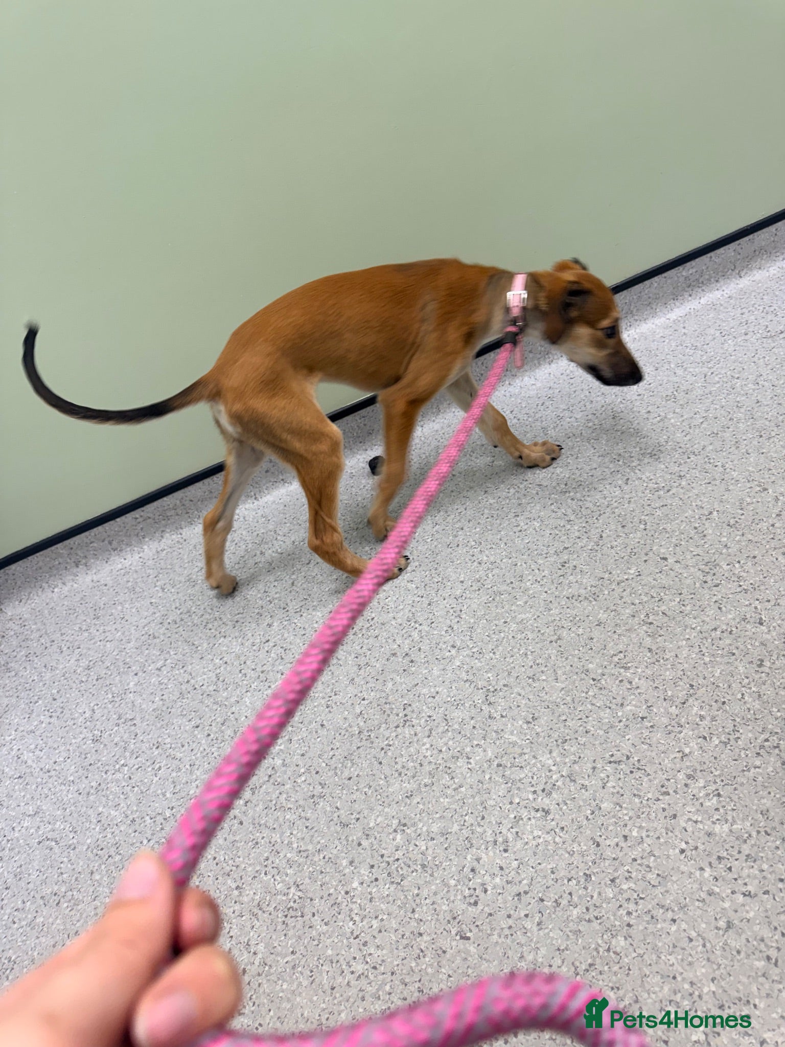 Mixed Breed dogs Saluki & saluki greyhound (not related) - Advert 11