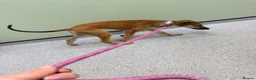 Mixed Breed dogs for sale: Saluki & saluki greyhound (not related) - Advert 1