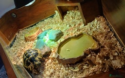 Hermann Tortoise reptiles for sale: Sir Gerald Shelldome and full set up - Image 7