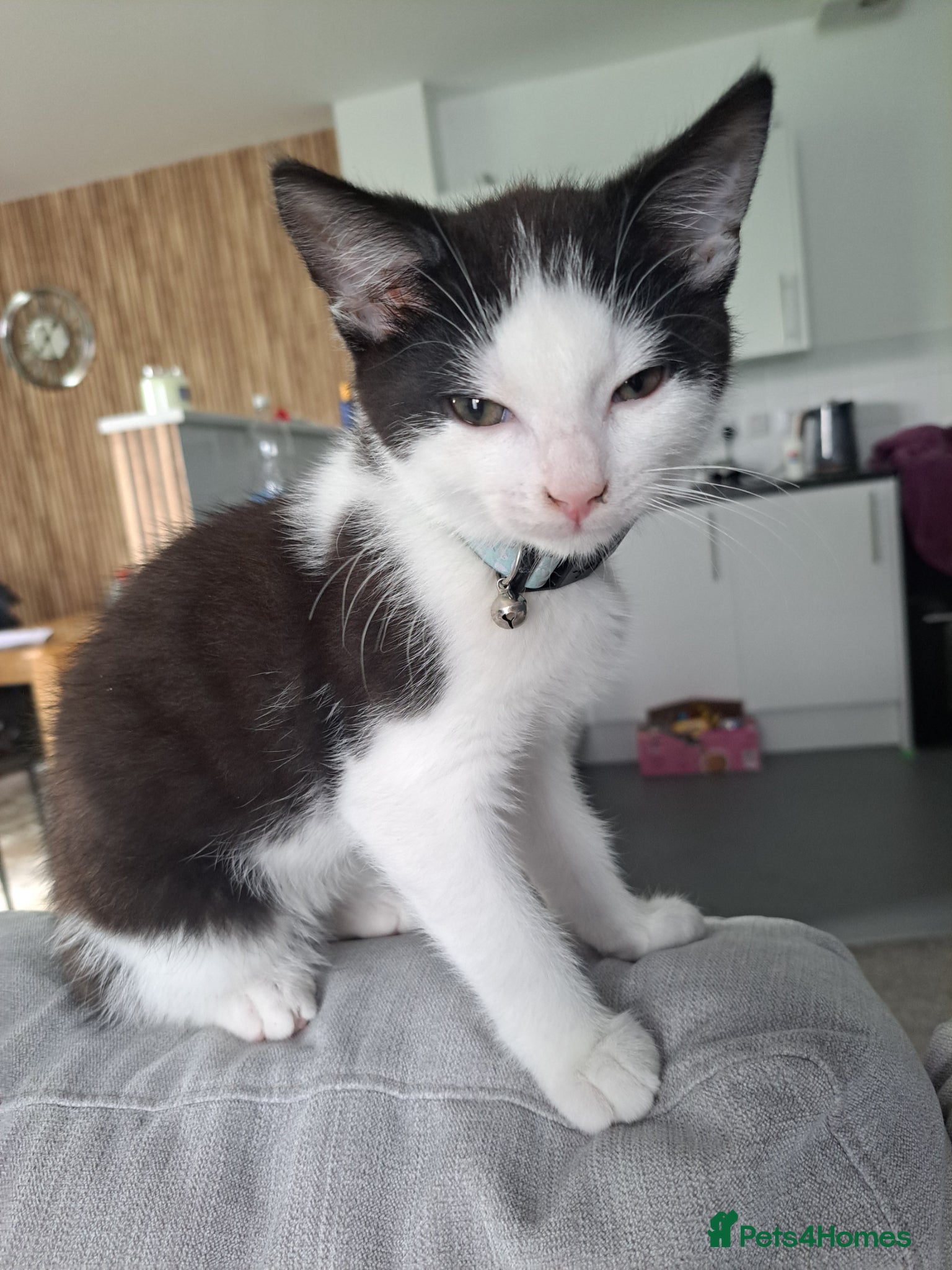 British Shorthair cats LAST BOY £50 - Advert 18