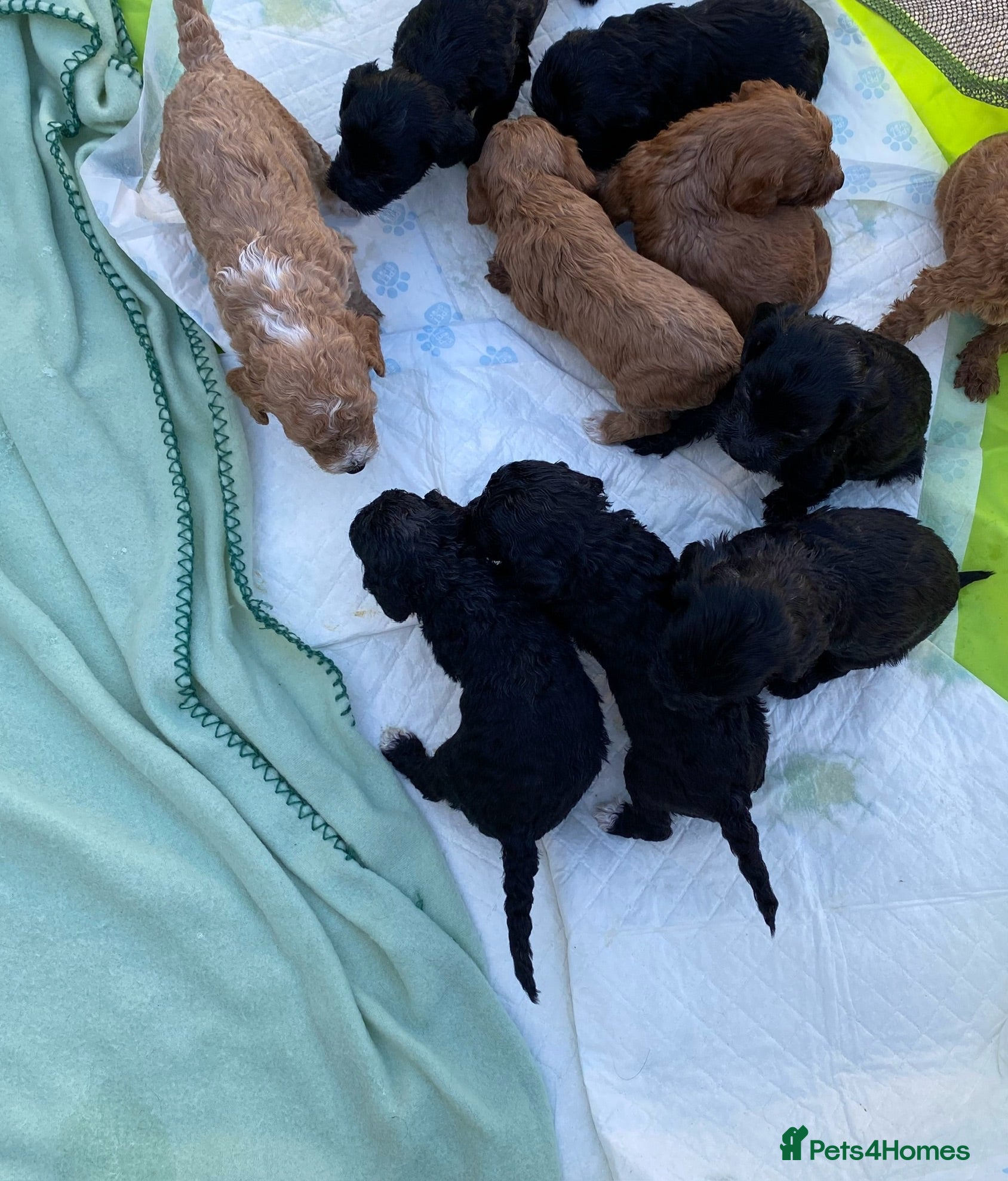 Cockapoo dogs STUNNING F1 miniature Cockapoo Puppies  - Advert 2