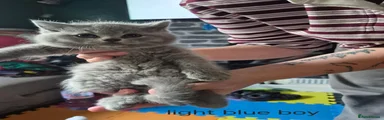 British Shorthair 2