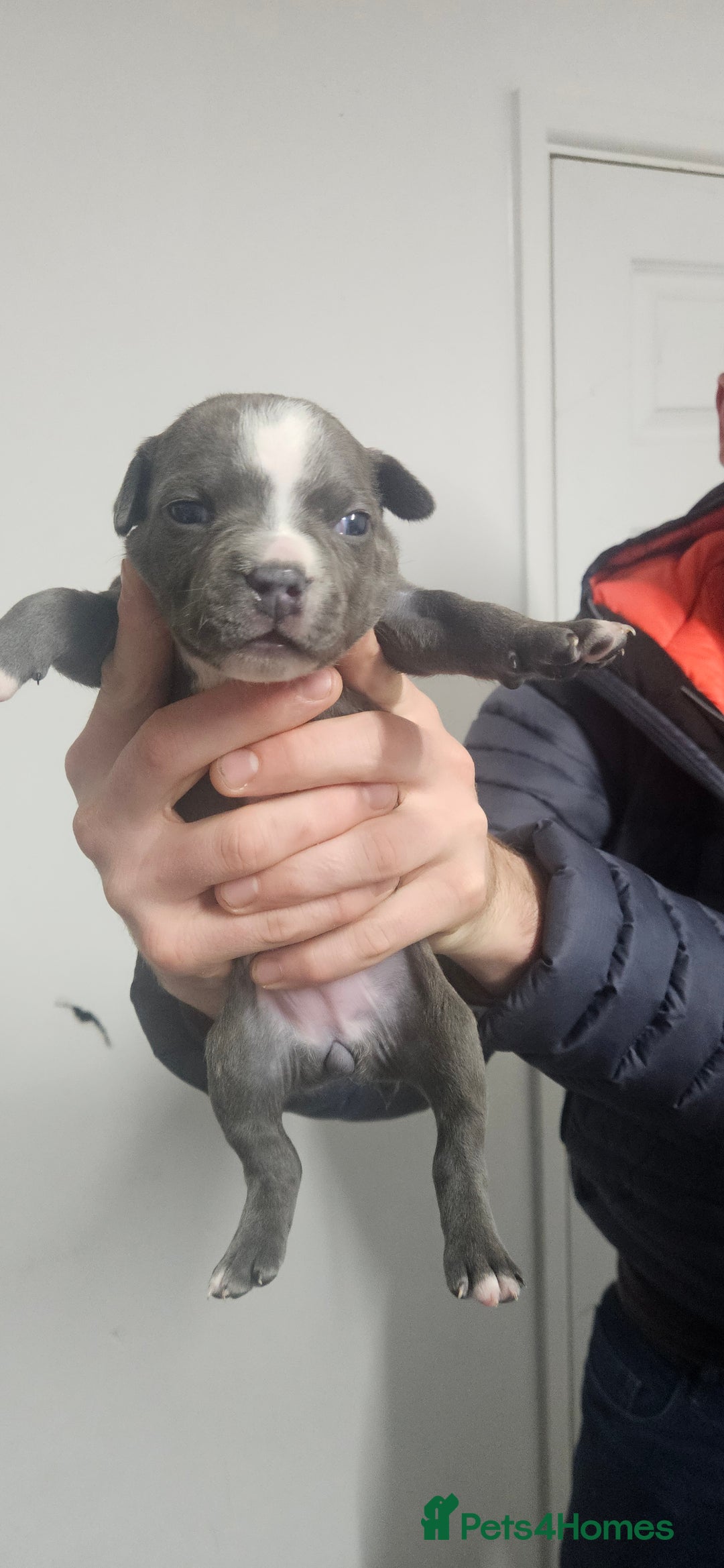 Mixed Breed dogs for sale: Mix Staffy puppies  - Image 16