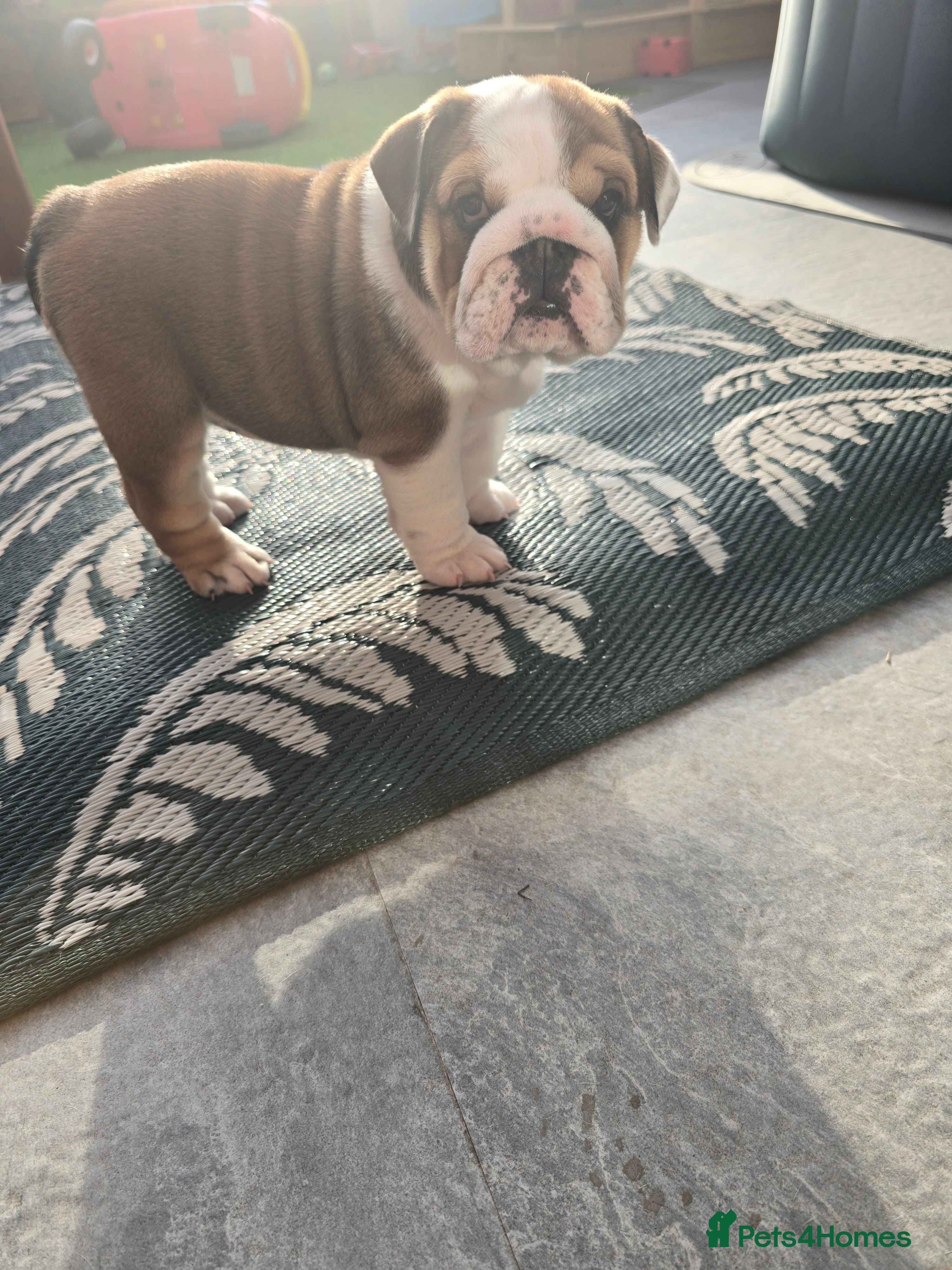 English Bulldog dogs 🐾 Beautiful KC Reg English Bulldog Puppies 🐶 - Advert 3