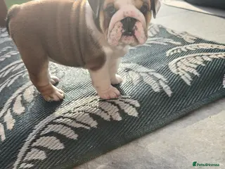 English Bulldog dogs 🐾 Beautiful KC Reg English Bulldog Puppies 🐶 - Advert 3