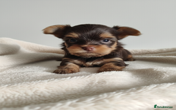 Yorkshire Terrier dogs for sale: Outstanding RARE Yorkshire terrier chocolate  - Image 2