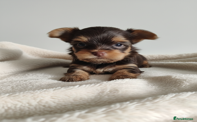 Yorkshire Terrier dogs - Advert 1
