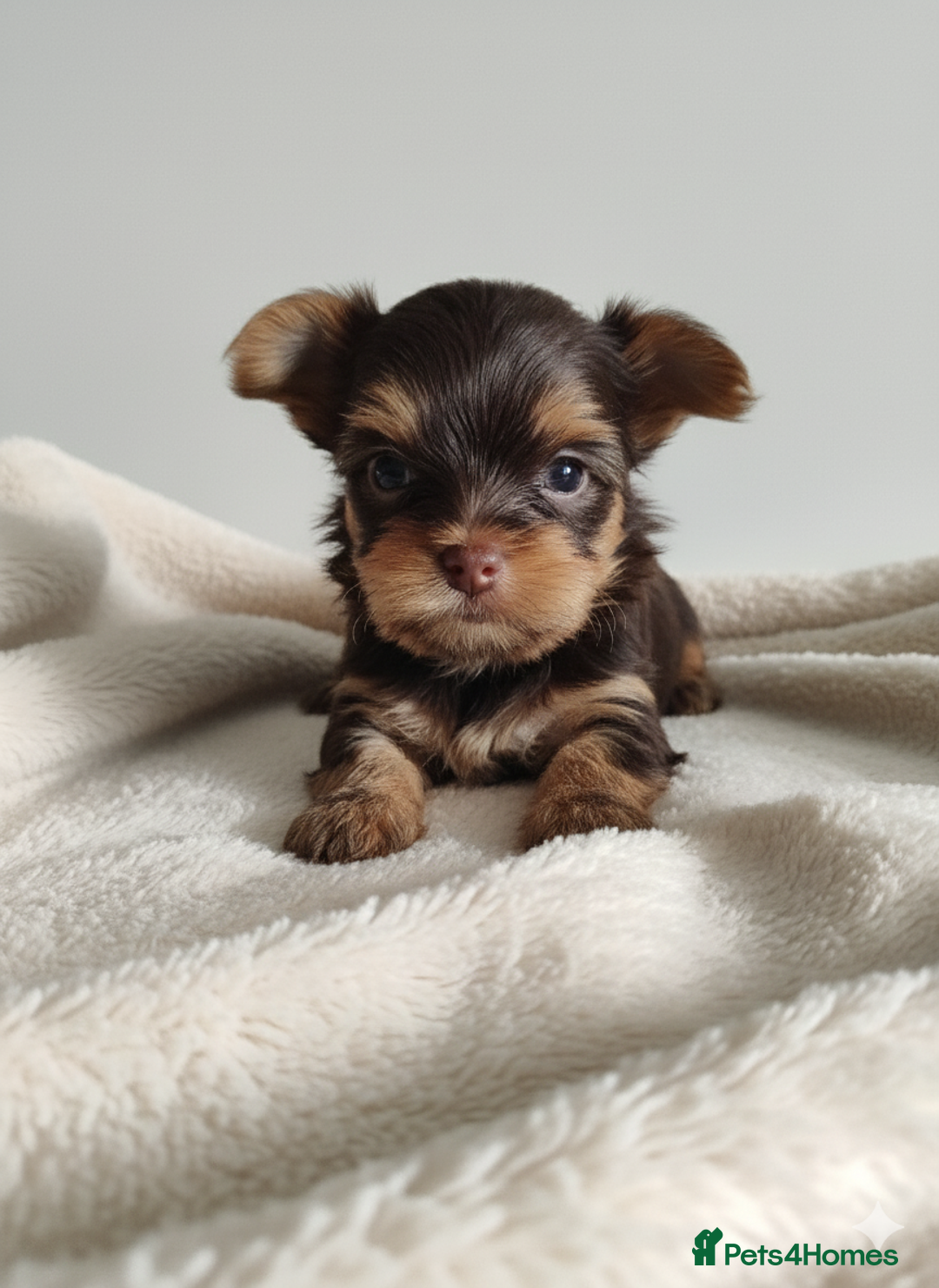 Yorkshire Terrier dogs for sale: Outstanding RARE Yorkshire terrier chocolate  - Image 2