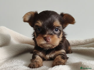 Yorkshire Terrier dogs - Advert 13