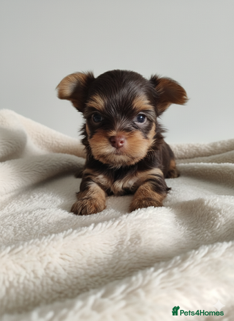 Yorkshire Terrier dogs - Advert 1