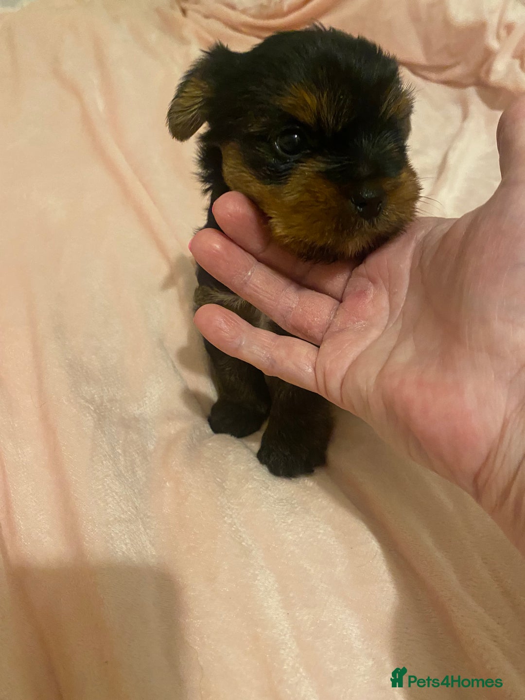 Yorkshire Terrier dogs for sale: Pumpkin really Yorkshire - Advert 3
