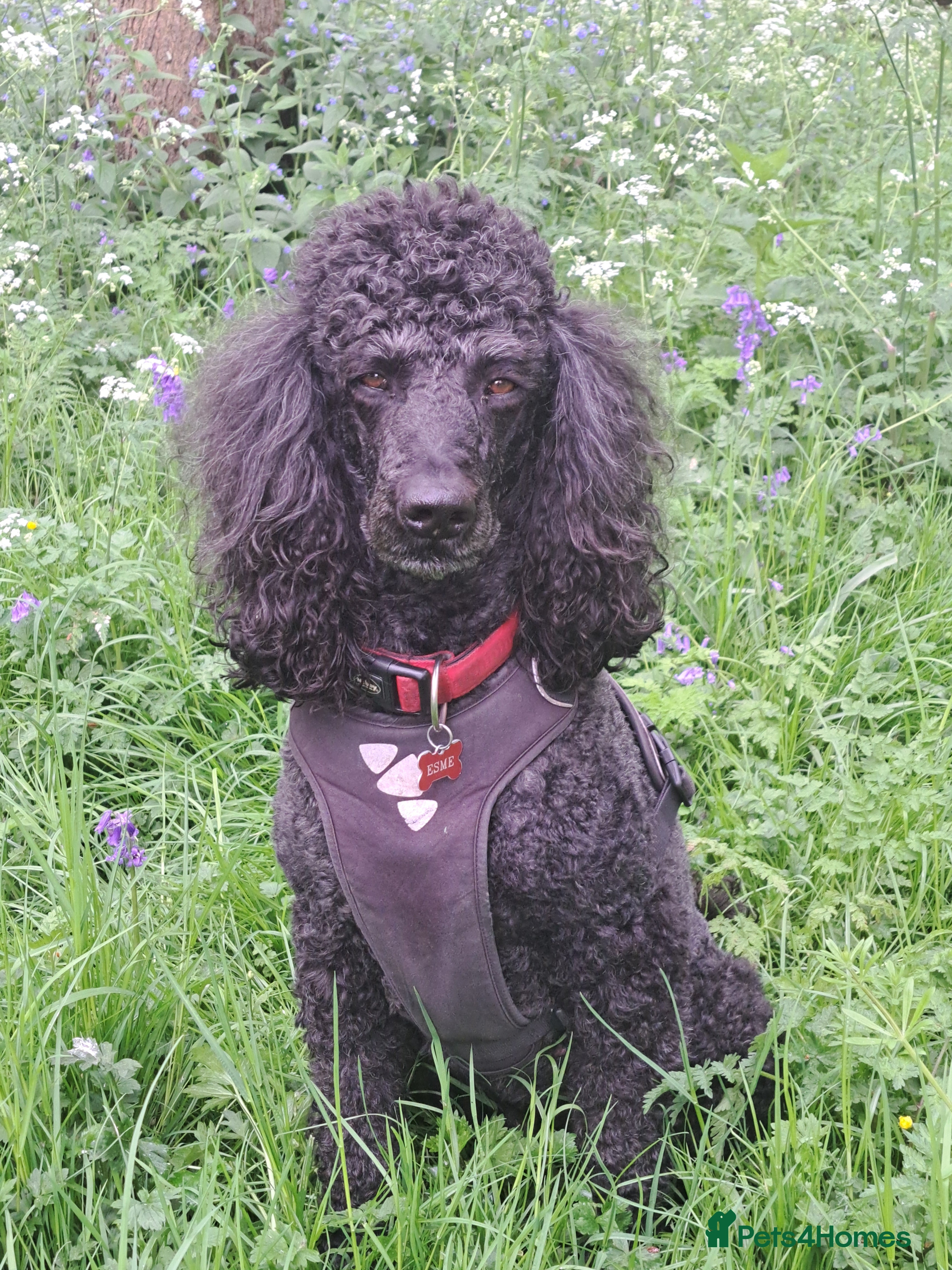 Standard Poodle dogs Standard black poodle puppies - Advert 5