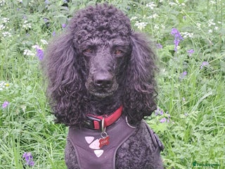 Standard Poodle dogs for sale: Standard black poodle puppies - Advert 1