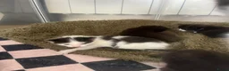 Mixed Breed cats for sale: Beautiful Kittens  - Advert 6