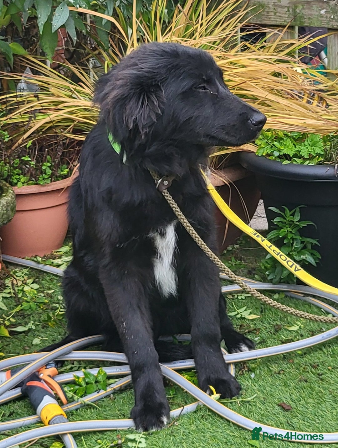 Mixed Breed dogs for adoption: SWEEP  - Advert 8