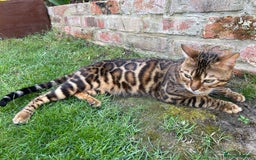 Bengal cats for stud: Bengal with Champion cert GCCF reg for stud duty - Image 3