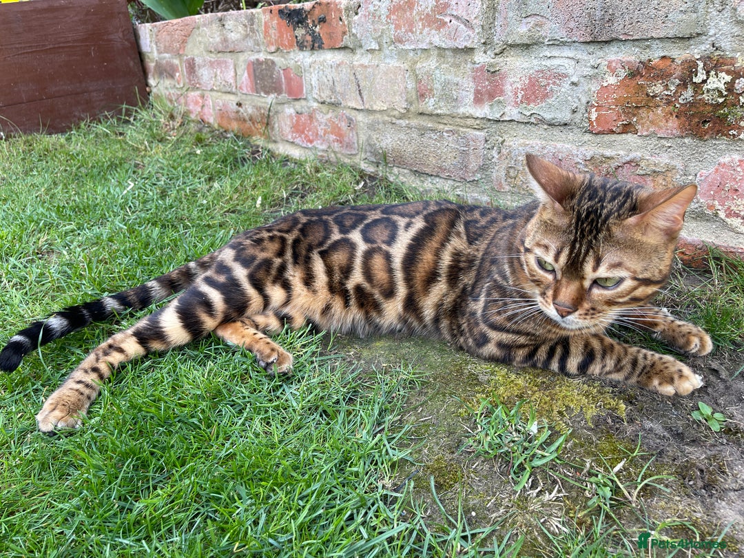 Bengal cats for stud: Bengal with Champion cert GCCF reg for stud duty - Image 3