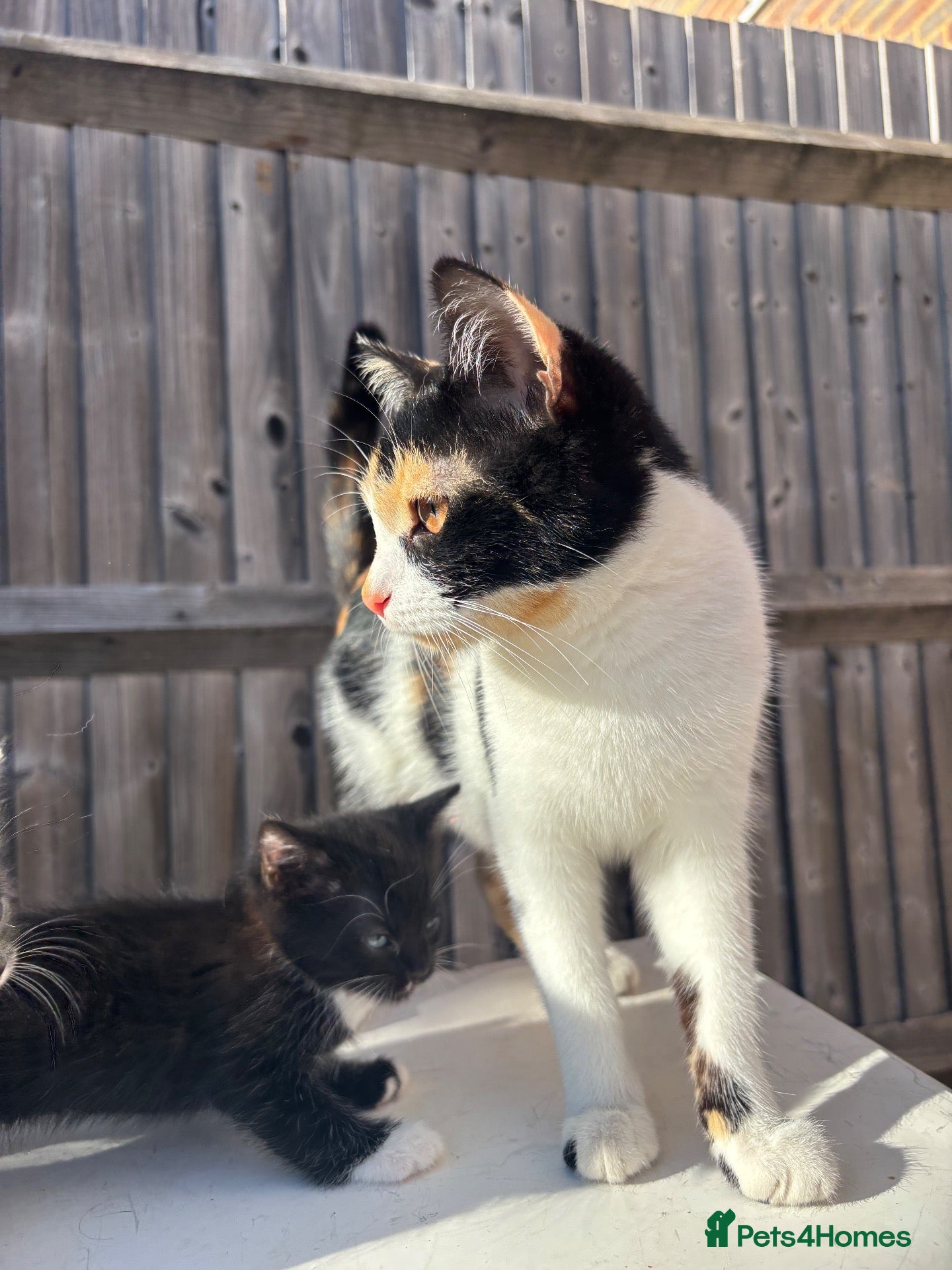 Mixed Breed cats Kitten looking for a Loving home  - Advert 6