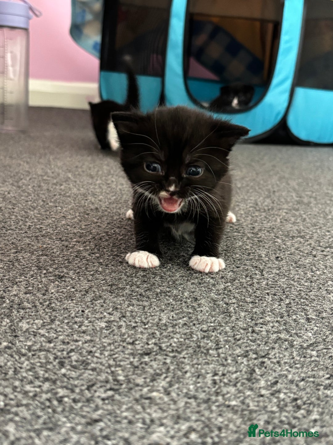 British Shorthair cats for sale: British mixed short hair  - Image 4