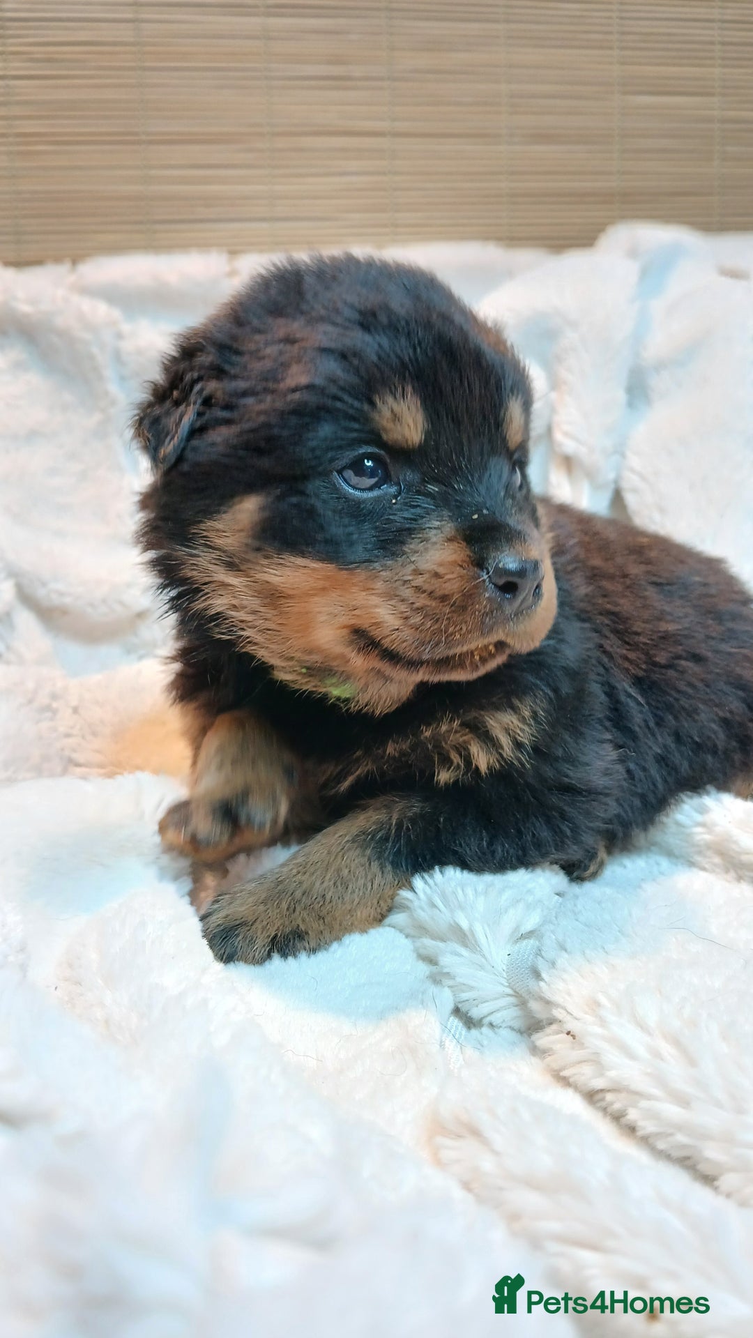 Rottweiler dogs for sale: Rottweiler Puppies for Sale - Advert 4