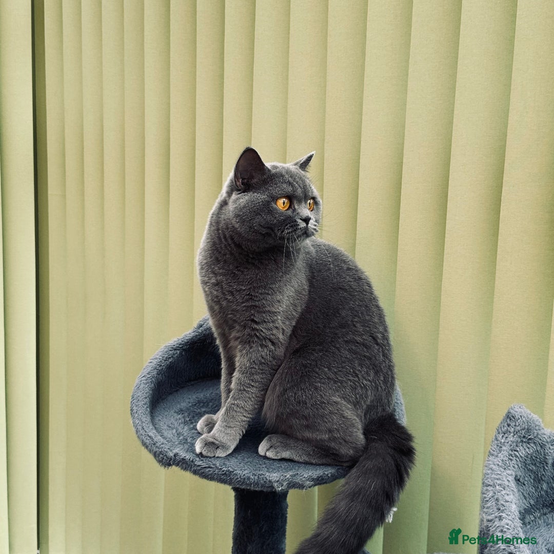 British Shorthair cats for sale: Beautiful Blue Girl  - Advert 4