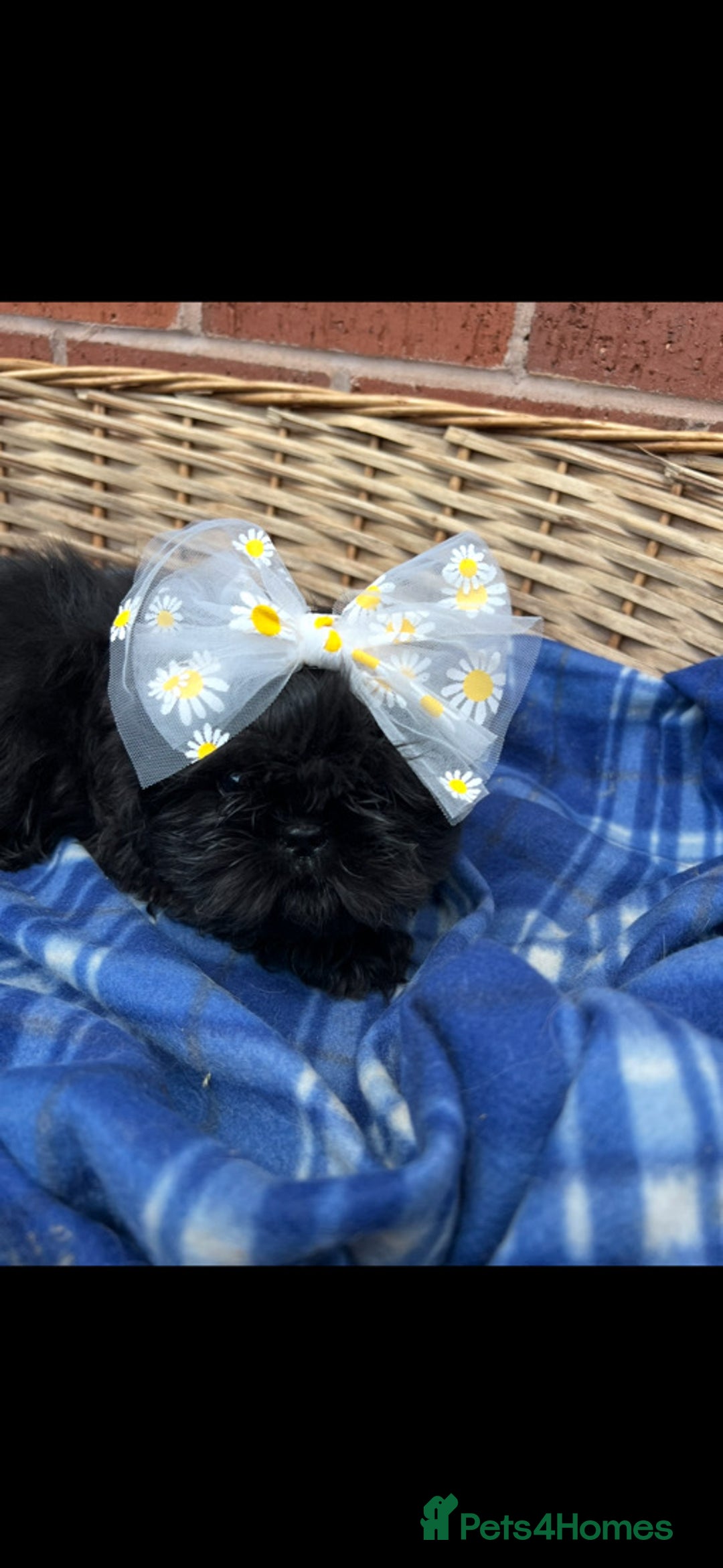 Shih Tzu dogs for sale: Two boys available  - Advert 2