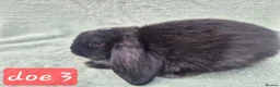 Mini Lop rabbits for sale: Gorgeous mini lops ready next week  - Advert 10