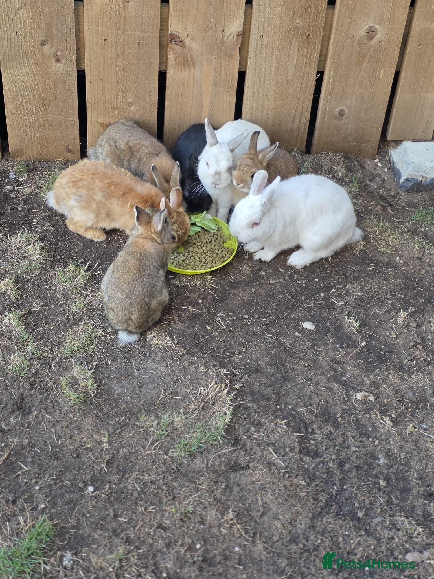 Netherland Dwarf rabbits Little bunnies  - Advert 1