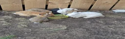 Netherland Dwarf rabbits for sale: Little bunnies  - Advert 1