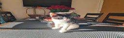 Mixed Breed cats for sale: ***Black and White Male Kitten For Sale*** - Advert 7