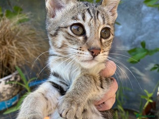 Savannah cats - Advert 5