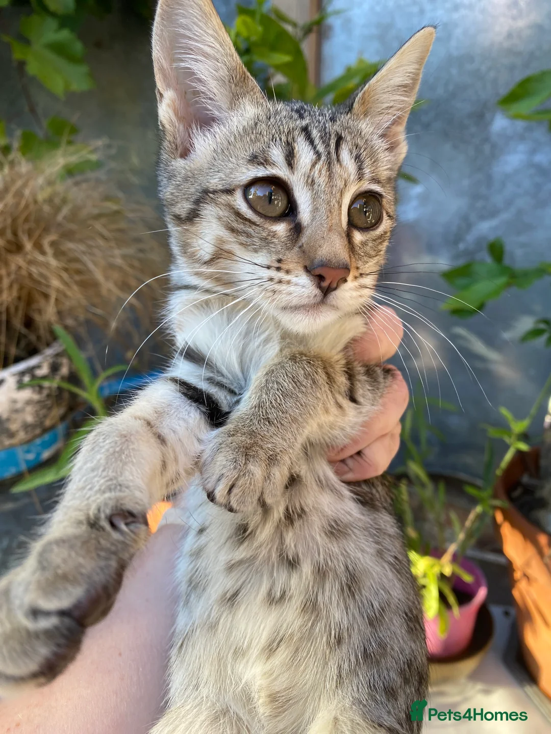 Savannah cats for sale: PDGREE BROWN SPOT  LOVIN SAVANNAH GIRL F5SBT - Advert 22