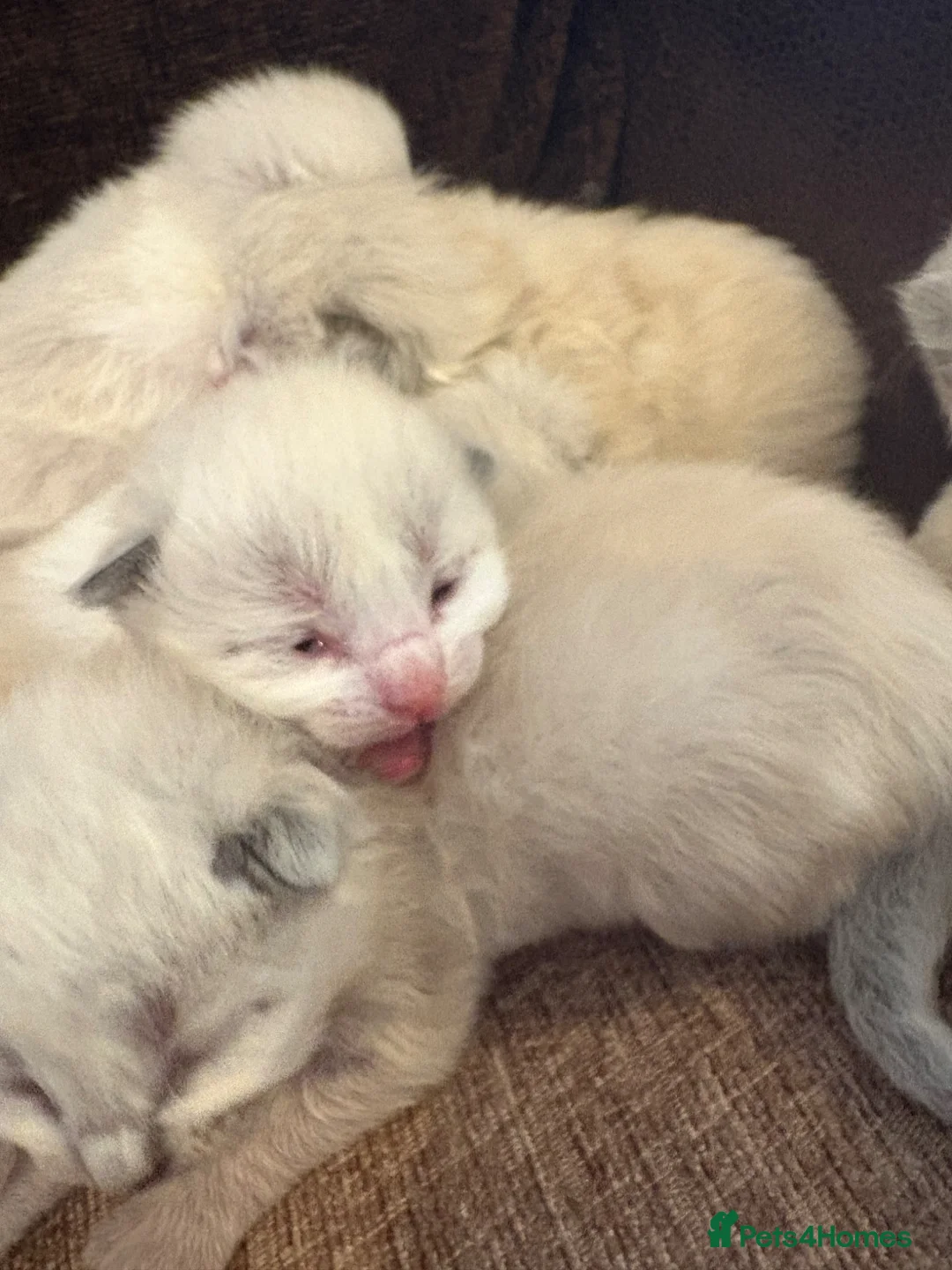 Ragdoll cats for sale: Beautiful 100% ragdoll babies - Advert 2