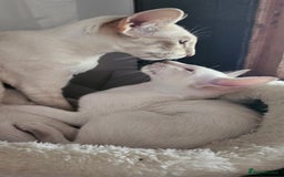 Siamese cats for sale: Two Male Siamese Kittens Looking for New Slaves - Image 10