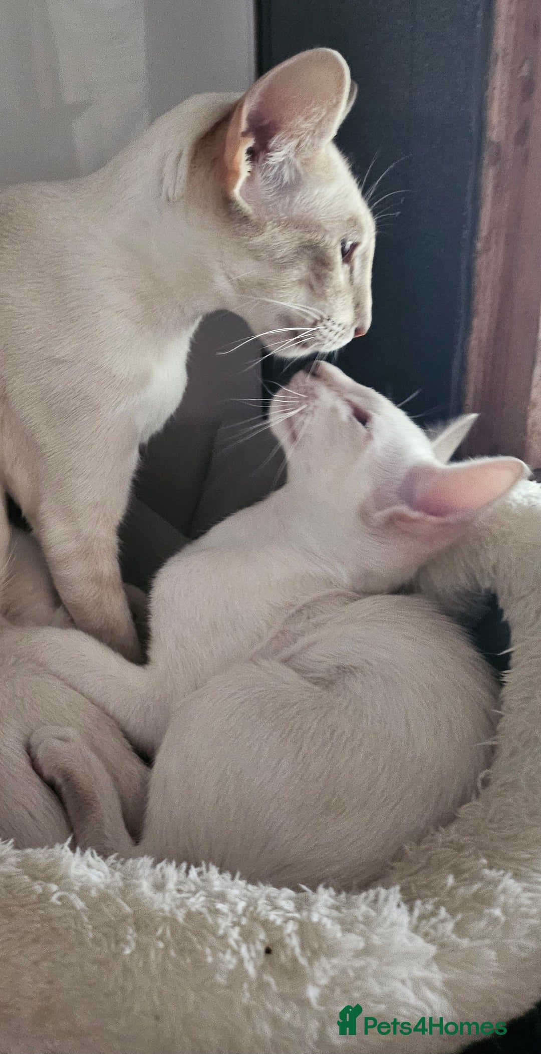 Siamese cats for sale: Two Male Siamese Kittens Looking for New Slaves - Image 10