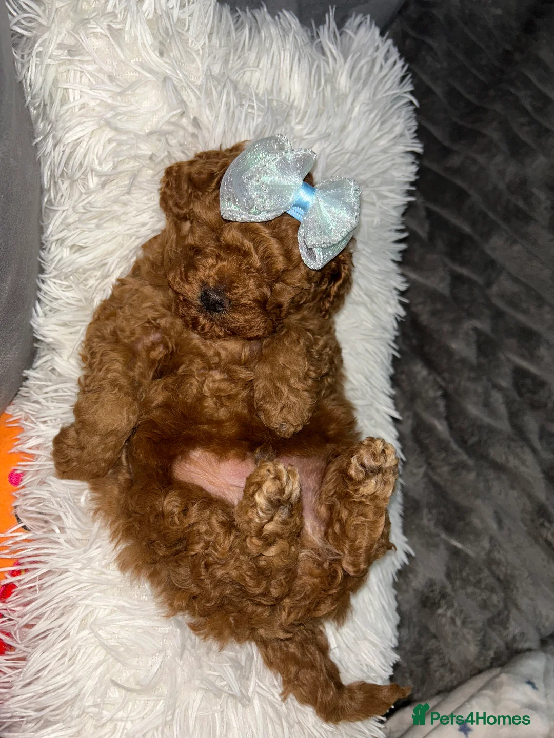 Toy Poodle dogs for sale: Boy toy poodle  - Advert 4